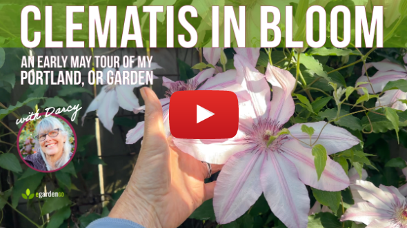 Late Spring Garden Tour 🌿 My Portland Garden (Zone 8b/9a)