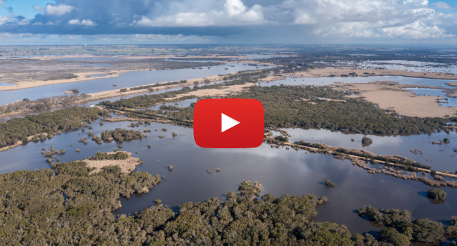 The natural cycle of wetlands
