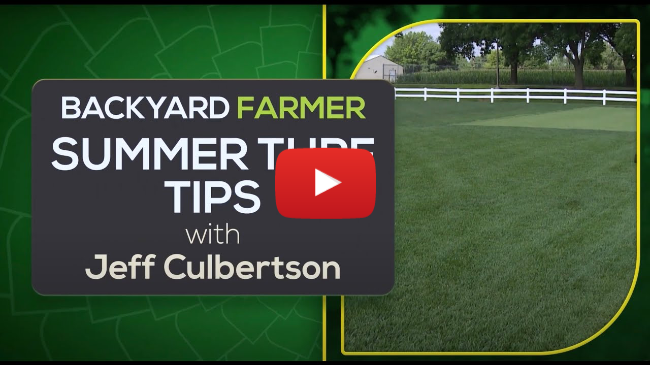 Summer Turf Tips