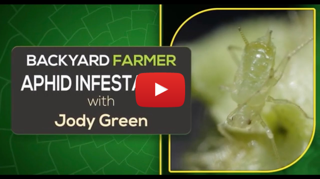 Aphid Infestation