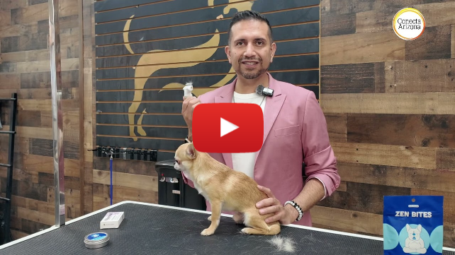 Cómo cuidar a nuestras mascotas durante el calor, con Iván Lugo