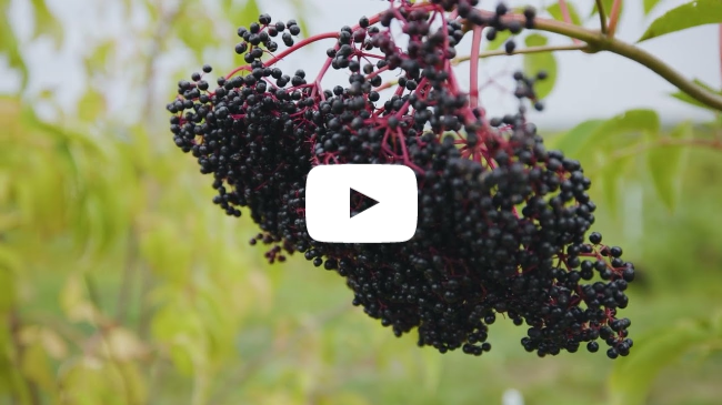 Spring Green Campus | Valley Farm