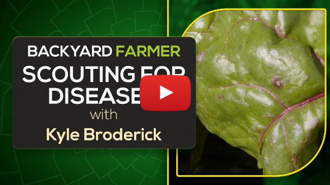 Garden Disease Scouting Tips w/Plant Pathologist Kyle Broderick