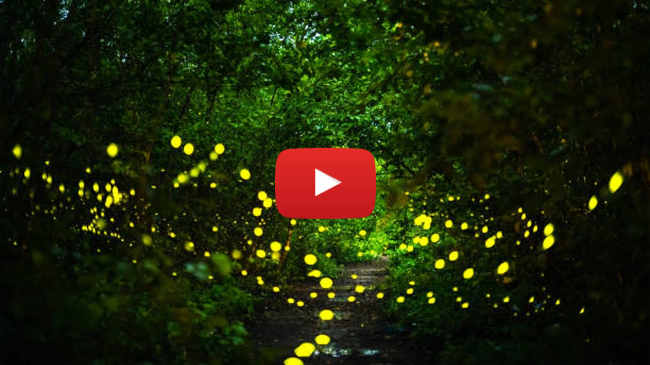 Homegrown | Discover the Secret Science of Fireflies