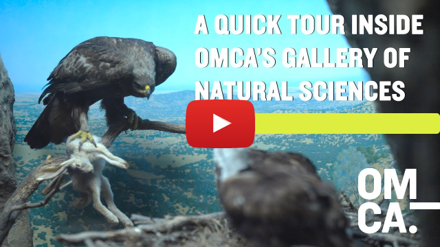 Gallery of Natural Sciences Tour at OMCA