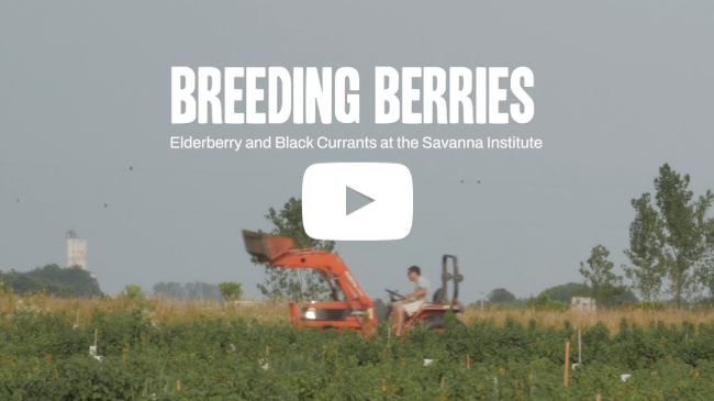 Breeding Berries | Elderberry and Black Currants at the Savanna Institute