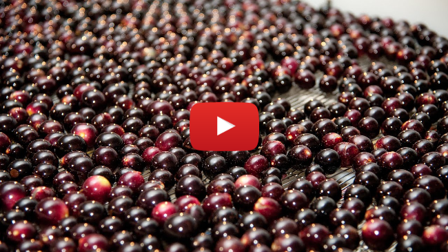 Homegrown | Meet the Muscadine: The Grape of the South