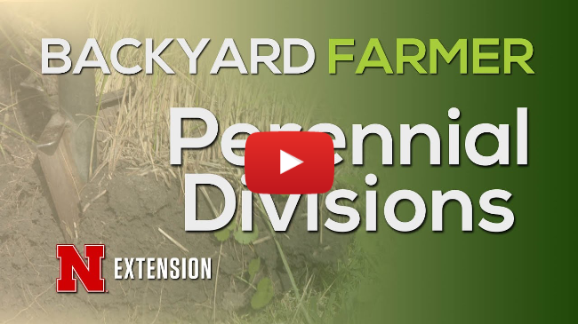 Perennial Divisions Perennial Divisions