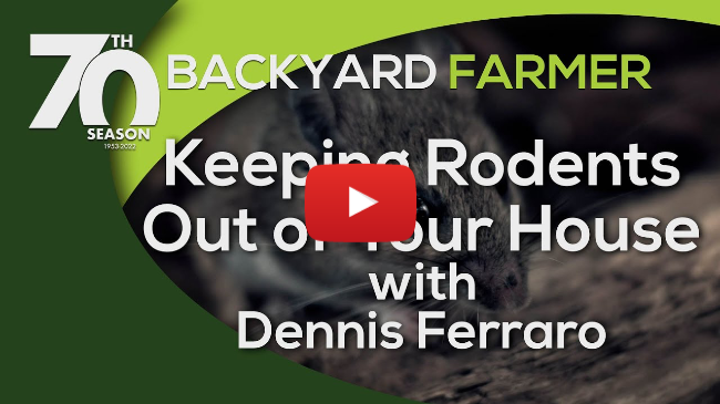 Keeping Rodents Out of Your House Keeping Rodents Out of Your House