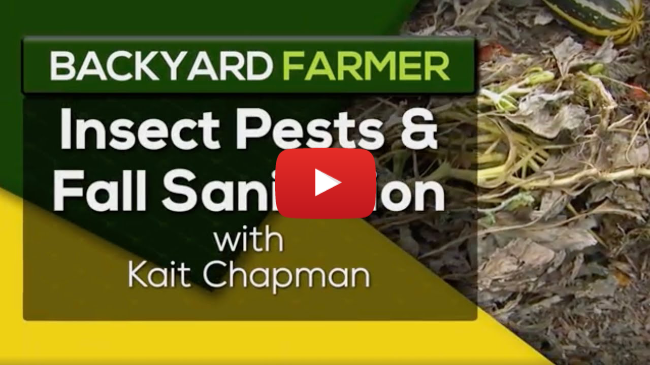 Fall Garden Cleanup Tips | Pest Control & Pollinator Habitat