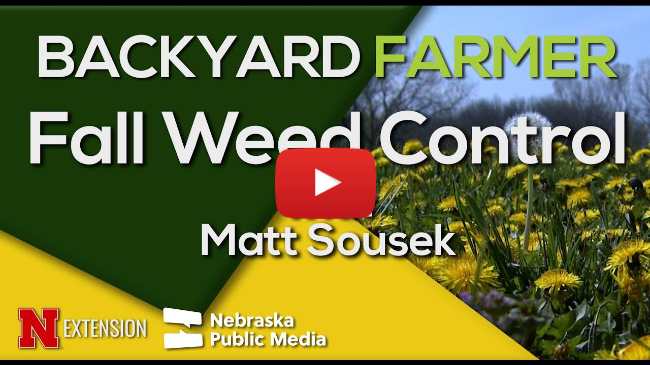 Fall Lawn Care Tips | Broadleaf Weed Control & Pre-Emergent