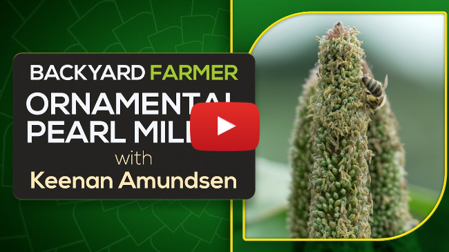 Why Is Ornamental Pearl Millet Perfect for Every Landscape? 🌾 It's Drought & Pest Resistant