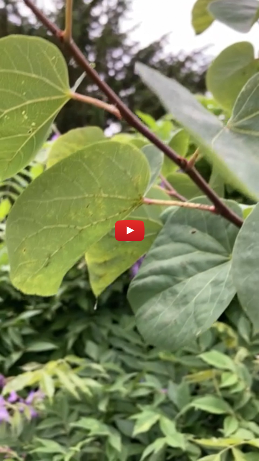 Een kijkje in de wereld van de behangersbijen