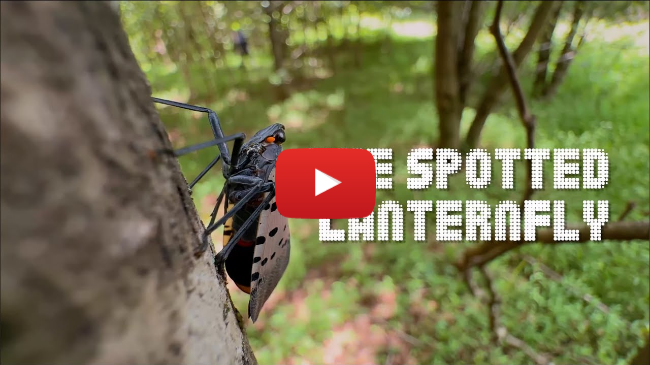 Spotted Lanternfly: Everything You Need to Know Spotted Lanternfly: Everything You Need to Know