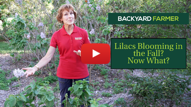Why Are My Lilacs Blooming in Fall? | Causes & What To Do