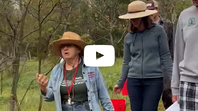 How to Cure Fresh Chestnuts | Iowa Farmer Kathy Dice