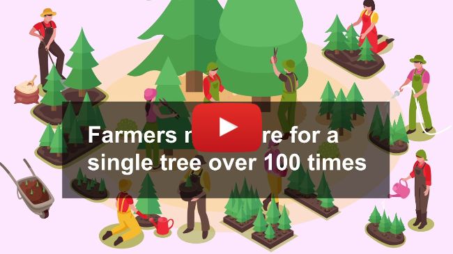 Homegrown | Discover North Carolina Christmas Trees