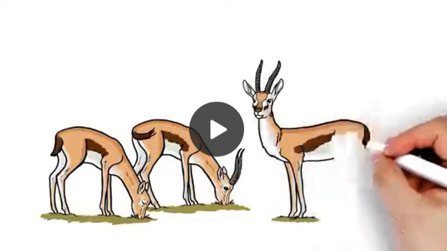 Patient Intro Video, Gazelle Patient Intro Video, Gazelle