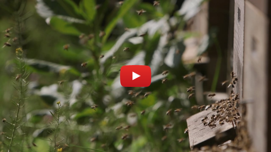 Cursus Natuurlijk Imkeren