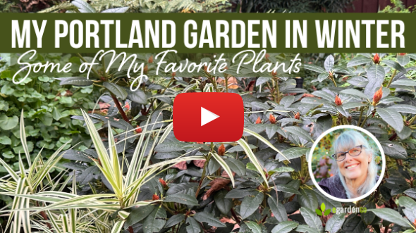 Winter Garden Highlights January 2026 (Portland, OR Zone 8b)