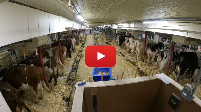 Vidéo accélérée de la traite matinale.