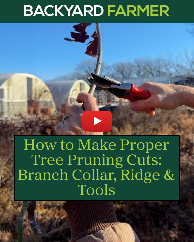 From Trash to Treasure | Ella Jorgensen's Passion for Plants