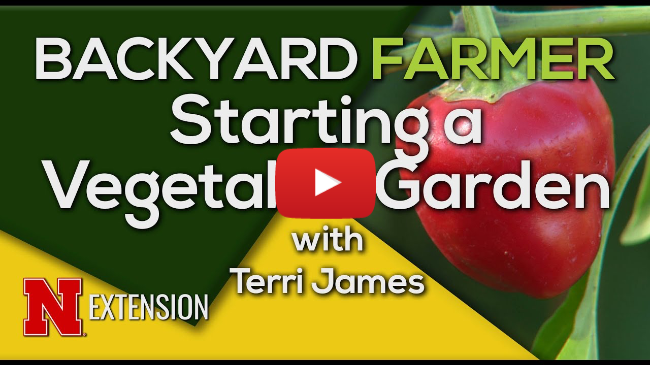 Start Your Vegetable Garden | Beginner Tips