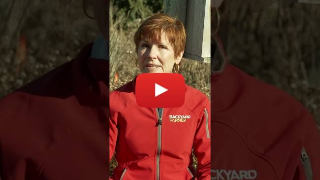 Should you Water a Dry Winter Landscape? #WinterWatering #garden #gardening #landscape