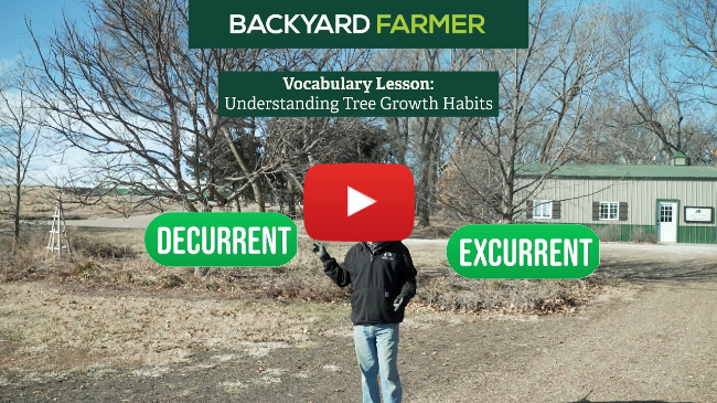 Excurrent vs Decurrent Trees 🌳 | Understanding Tree Growth Habits