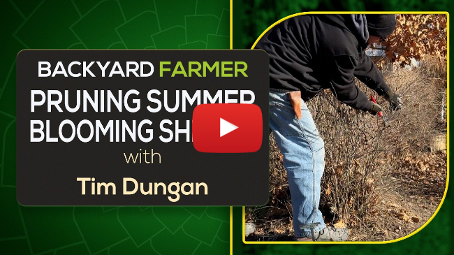 Pruning Summer-Blooming Shrubs