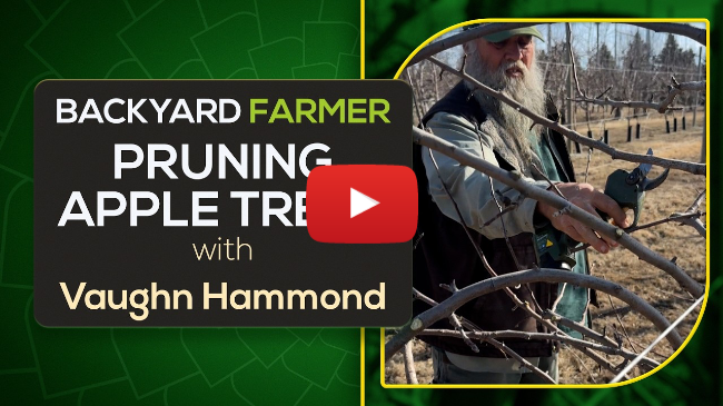 How to Prune Apple Trees | Dormant Pruning Tips