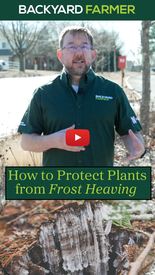 Frost Heaving 🌱 | How to Protect Plants During Freeze–Thaw Swings
