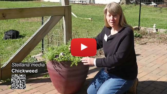 Beneficial Lawn Weeds in your yard. Beneficial Lawn Weeds in your yard.