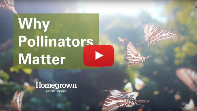 Homegrown | Why Pollinators Matter – And How You Can Help Homegrown | Why Pollinators Matter – And How You Can Help
