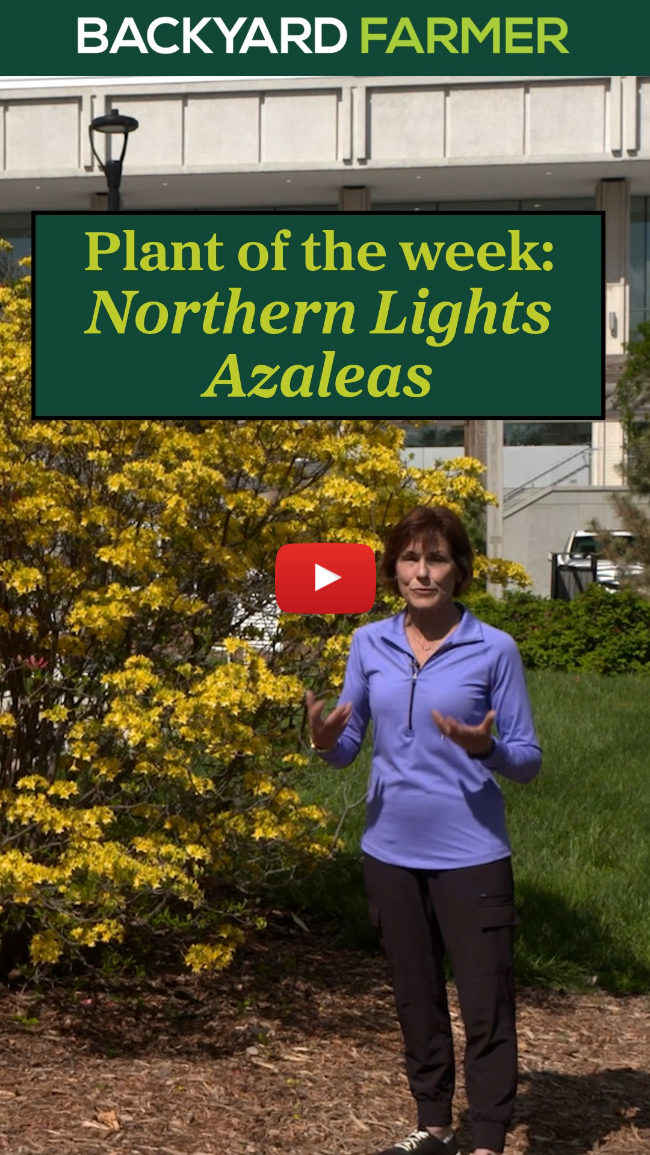 Azaleas: Northern Lights Azaleas: Northern Lights