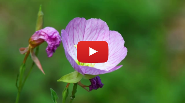 Nature's Perfect Match: The Science of Flower Pollination
