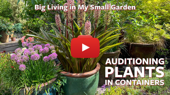 Big Living in My Small Garden 🌿 Auditioning Plants in Containers