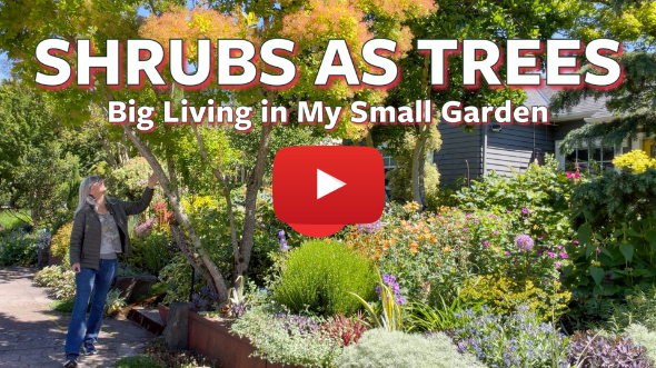 Big Living in My Small Garden 🌿 Turning Shrubs Into Trees